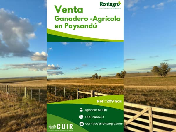 209 hectáreas. Ganadero Agrícola en Paysandú Uruguay